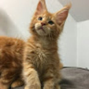 Meet your Posher, Kaiju